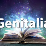 Sennik genitalia