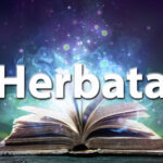 Sennik herbata